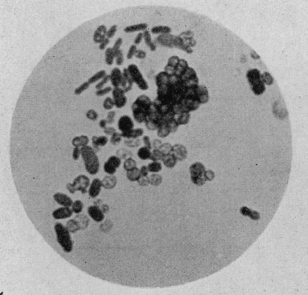 Клітини представників роду Azotobacter